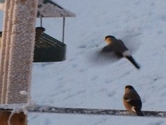 Eurasian Bullfinch (Pyrrhula pyrrhula)