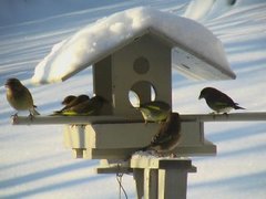 European Greenfinch (Carduelis chloris)