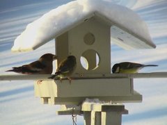 Hawfinch (Coccothraustes coccothraustes)