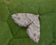 Mesotype didymata (Twin-spot Carpet)