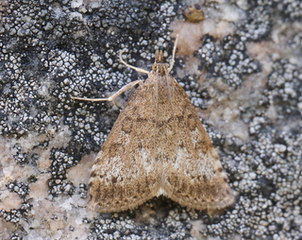 Udea inquinatalis (Brun engmott)