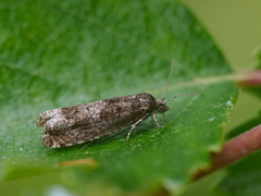 Epinotia immundana (Common Birch Bell)