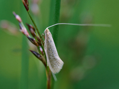 Nematopogon schwarziellus (Sandy Long-horn)