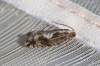 Rhopobota ustomaculana (Tyttebærhakevikler)