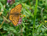 Argynnis aglaja (Dark Green Fritillary)