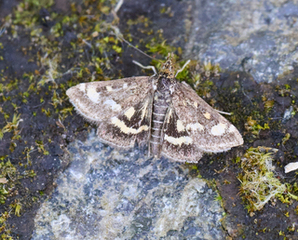 Pyrausta porphyralis (Porfyrengmott)