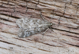 Eudonia sudetica (Heimosemott)