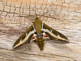 Hyles gallii (Bedstraw Hawk-moth)