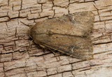 Apamea lateritia (Scarce Brindle)