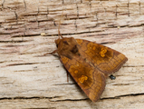 Amphipoea crinanensis (Crinan Ear)