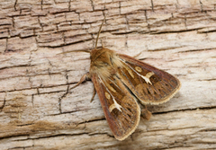 Cerapteryx graminis (Gressmarkfly)