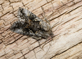 Syngrapha interrogationis (Scarce Silver Y)