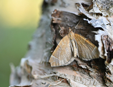 Eulithis testata (The Chevron)