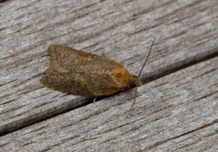 Acleris aspersana (Ginger Button)