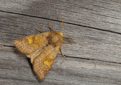 Amphipoea crinanensis (Kyststengelfly)