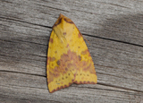 Xanthia togata (Pink-barred Sallow)