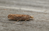 Ypsolopha parenthesella (White-shouldered Smudge)