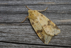 Xanthia icteritia (The Sallow)