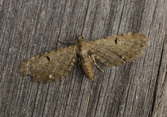 Eupithecia assimilata (Currant Pug)