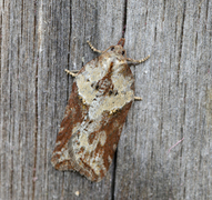 Acleris hastiana (Sallow Button)