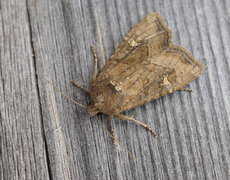 Helotropha leucostigma (Brunt sumpfly)