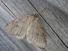 Epirrita autumnata (Fjellbjørkemåler)