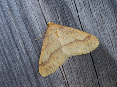 Agriopis aurantiaria (Scarce Umber)