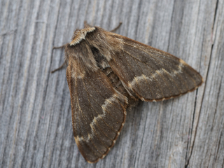 Poecilocampa populi (December Moth)