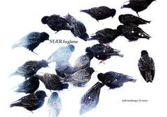 European Starling (Sturnus vulgaris)