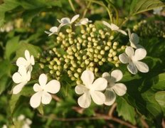 Guelder-rose (Viburnum opulus)