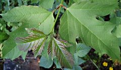 Guelder-rose (Viburnum opulus)