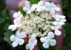 Guelder-rose (Viburnum opulus)