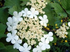 Guelder-rose (Viburnum opulus)