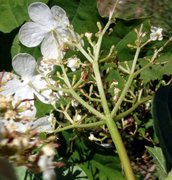 Guelder-rose (Viburnum opulus)