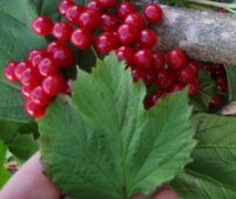 Guelder-rose (Viburnum opulus)