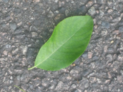 Alder Buckthorn (Frangula alnus)