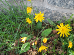 Sonchus oleraceus