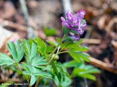 Corydalis cava