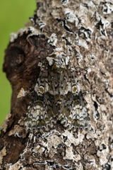 Craniophora ligustri (Askekveldfly)