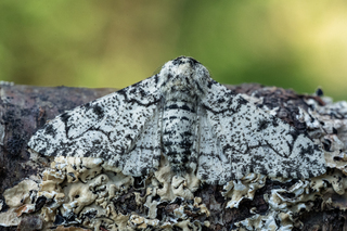 Biston betularia (Peppered Moth)