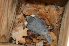 Nuthatch (Sitta europaea)