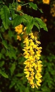 Laburnum (Laburnum anagyroides)