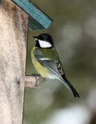 Kjøttmeis (Parus major)