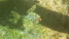 Sitka Spruce (Picea sitchensis)