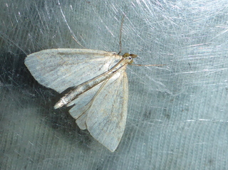 Pyralidae (Halvmøll)