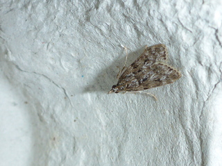 Pyralidae (Halvmøll)