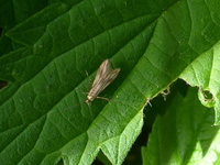 Schreckensteinia festaliella (Bramble False-feather)