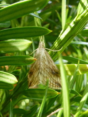 Evergestis forficalis (Kålpyralide)