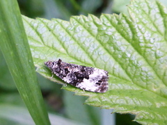 Apotomis turbidana (Hvitflekket løvvikler)