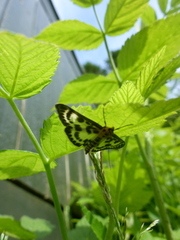 Anania hortulata (Nesleengmott)